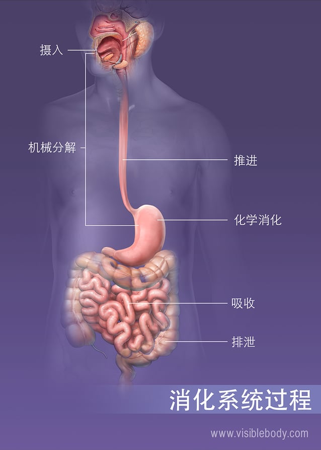 体内的摄入、消化、吸收以及排泄